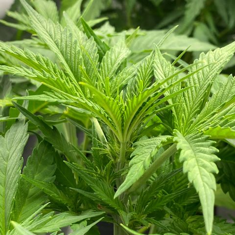 Wedding cake auto growlog timeline photo