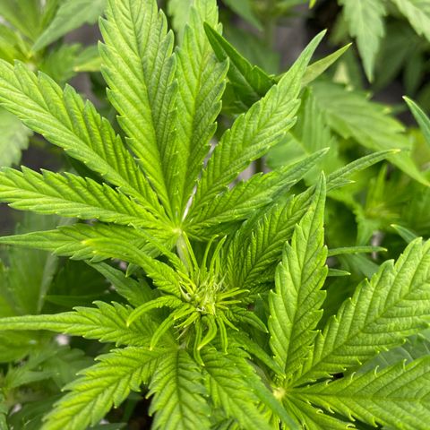 Wedding cake auto growlog timeline photo