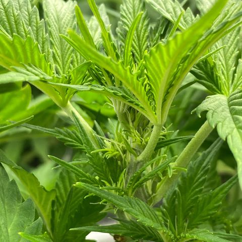 Wedding cake auto growlog timeline photo