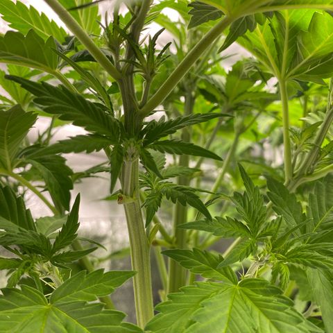 Wedding cake auto growlog timeline photo