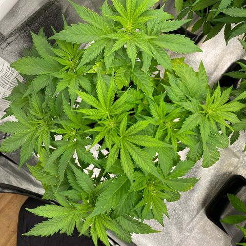 Wedding cake auto growlog timeline photo