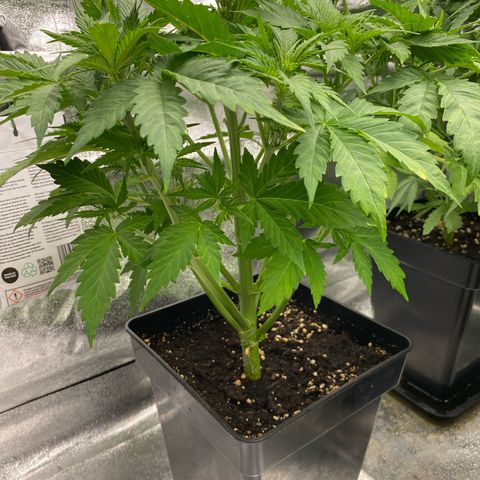 Wedding cake auto growlog timeline photo