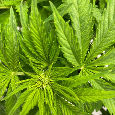 Wedding cake auto growlog timeline photo