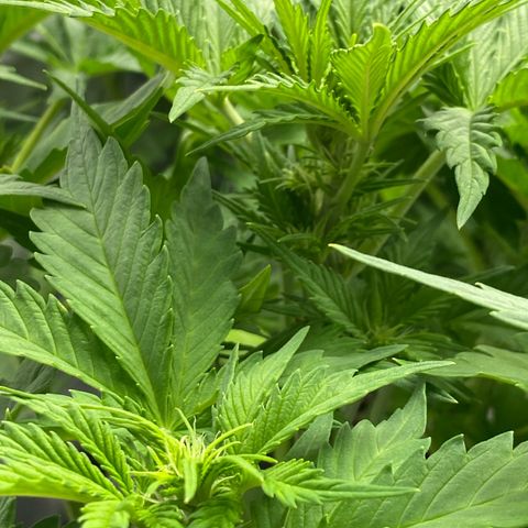 Wedding cake auto growlog timeline photo