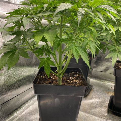 Wedding cake auto growlog timeline photo