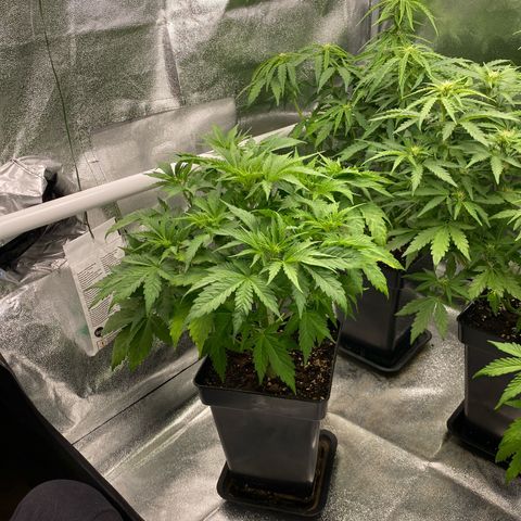 Wedding cake auto growlog timeline photo