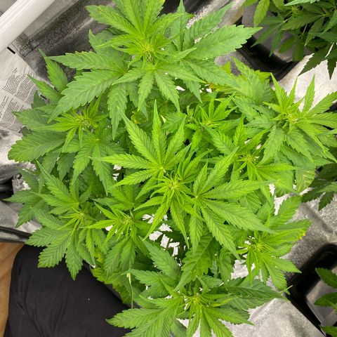 Wedding cake auto growlog timeline photo