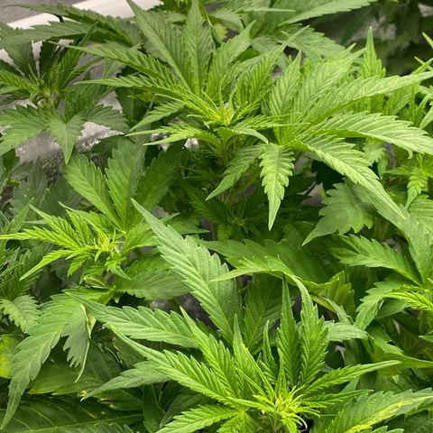 Wedding cake auto growlog timeline photo