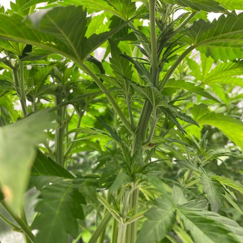 Wedding cake auto growlog timeline photo