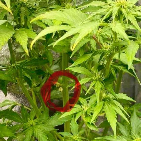 Wedding cake auto growlog timeline photo