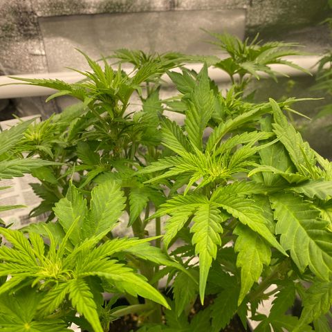 Wedding cake auto growlog timeline photo