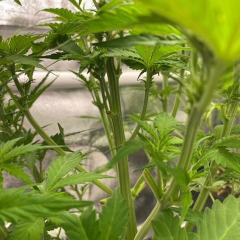 Wedding cake auto growlog timeline photo