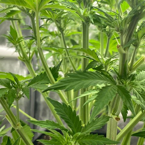 Wedding cake auto growlog timeline photo