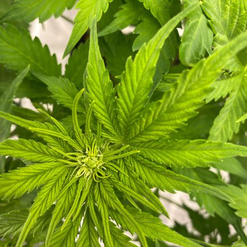Wedding cake auto growlog timeline photo