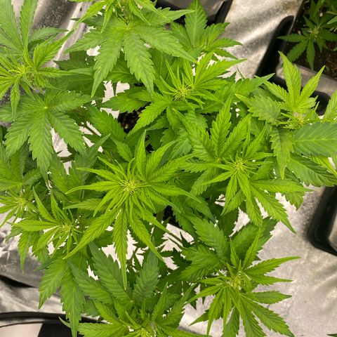 Wedding cake auto growlog timeline photo