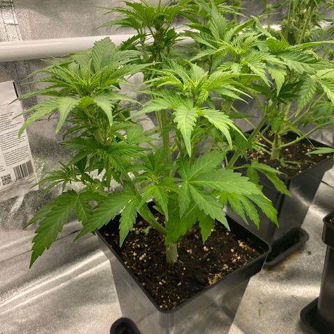 Wedding cake auto growlog timeline photo