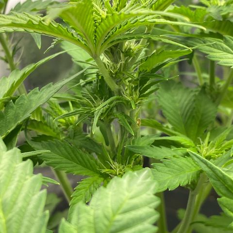 Wedding cake auto growlog timeline photo