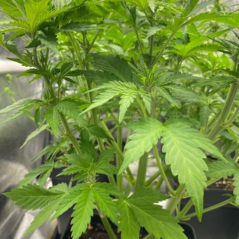 Wedding cake auto growlog timeline photo