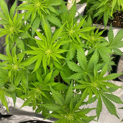 Wedding cake auto growlog timeline photo