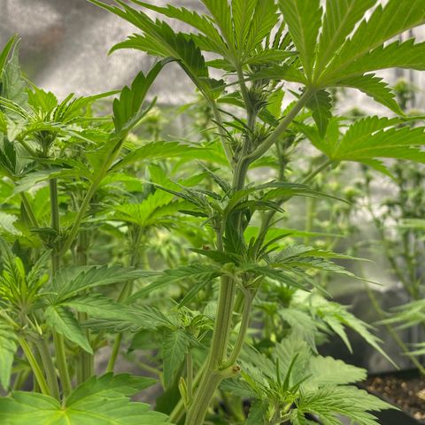 Wedding cake auto growlog timeline photo