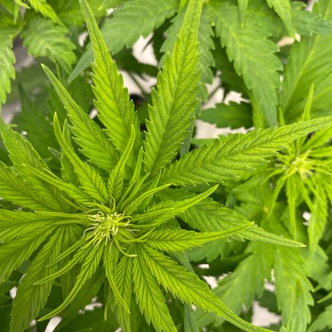 Wedding cake auto growlog timeline photo
