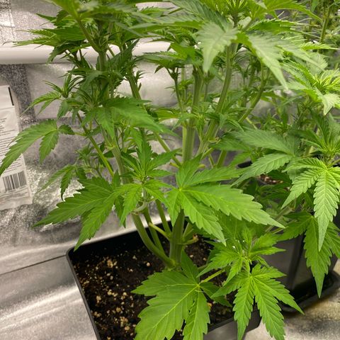 Wedding cake auto growlog timeline photo