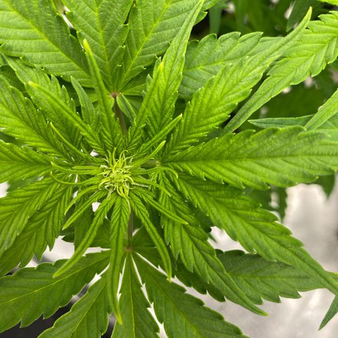Wedding cake auto growlog timeline photo