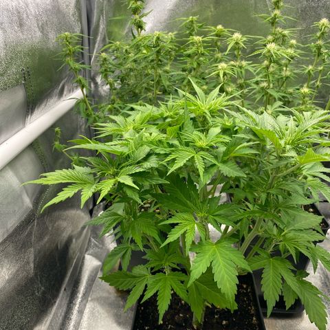Wedding cake auto growlog timeline photo