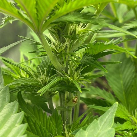 Wedding cake auto growlog timeline photo