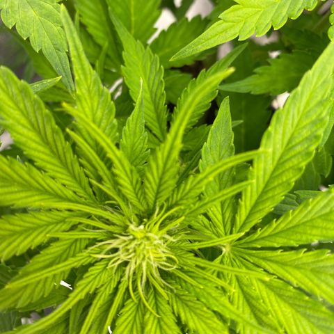 Wedding cake auto growlog timeline photo