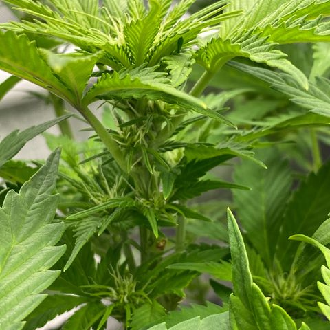 Wedding cake auto growlog timeline photo