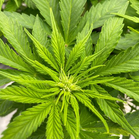 Wedding cake auto growlog timeline photo