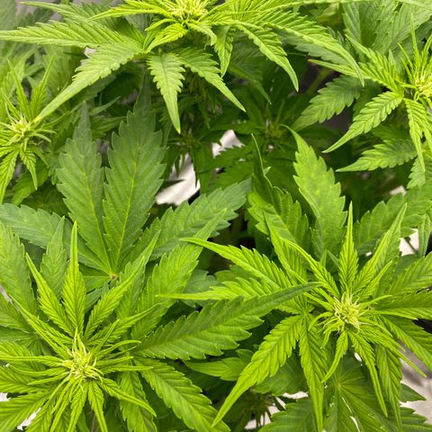 Wedding cake auto growlog timeline photo
