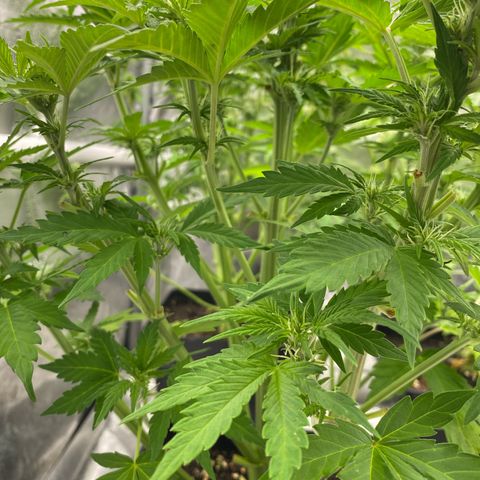 Wedding cake auto growlog timeline photo