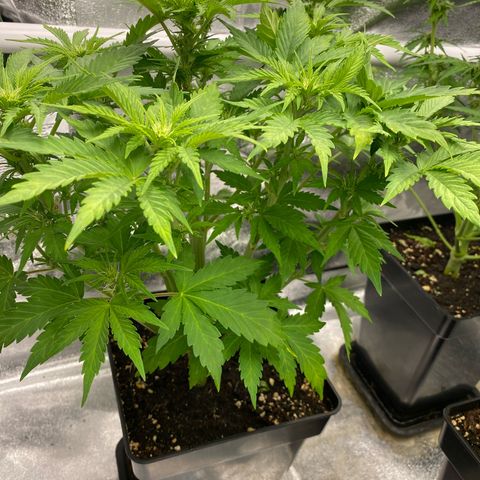 Wedding cake auto growlog timeline photo