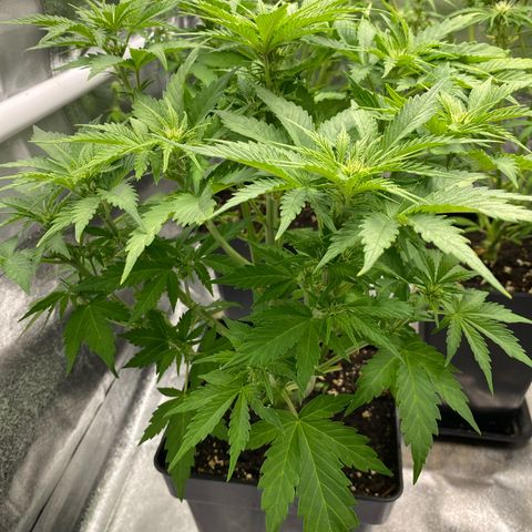 Wedding cake auto growlog timeline photo