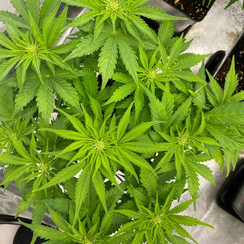 Wedding cake auto growlog timeline photo