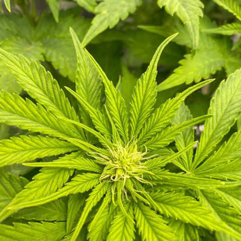 Wedding cake auto growlog timeline photo