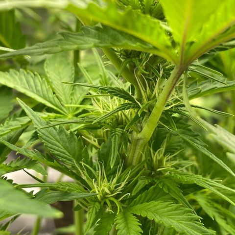 Wedding cake auto growlog timeline photo