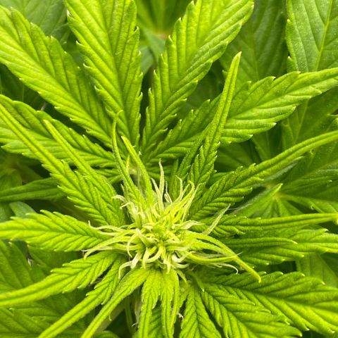 Wedding cake auto growlog timeline photo