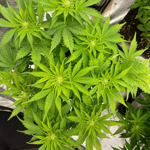 Wedding cake auto growlog timeline photo