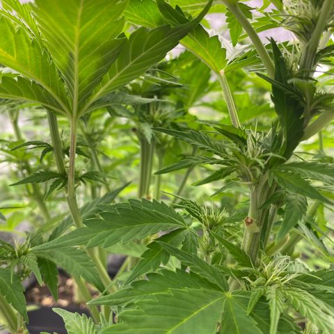 Wedding cake auto growlog timeline photo