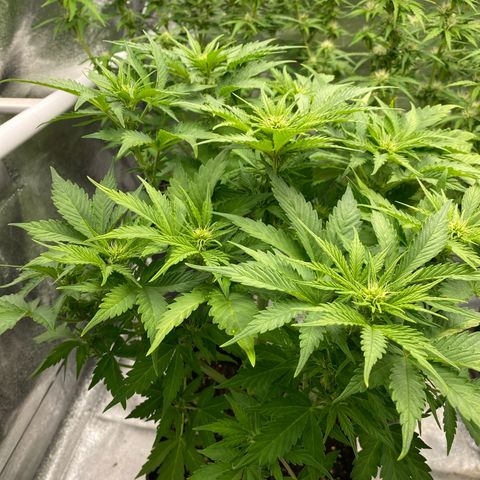 Wedding cake auto growlog timeline photo