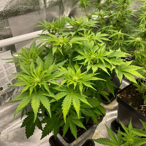 Wedding cake auto growlog timeline photo