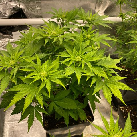 Wedding cake auto growlog timeline photo
