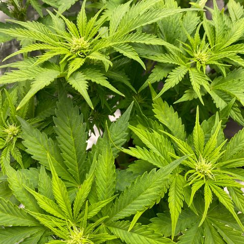 Wedding cake auto growlog timeline photo