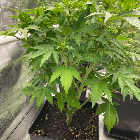 Wedding cake auto growlog timeline photo