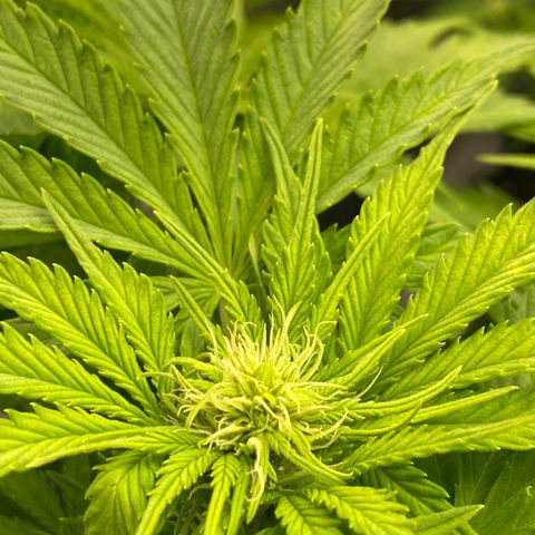 Wedding cake auto growlog timeline photo