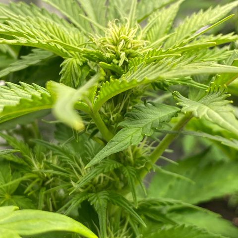 Wedding cake auto growlog timeline photo