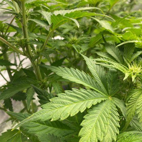 Wedding cake auto growlog timeline photo
